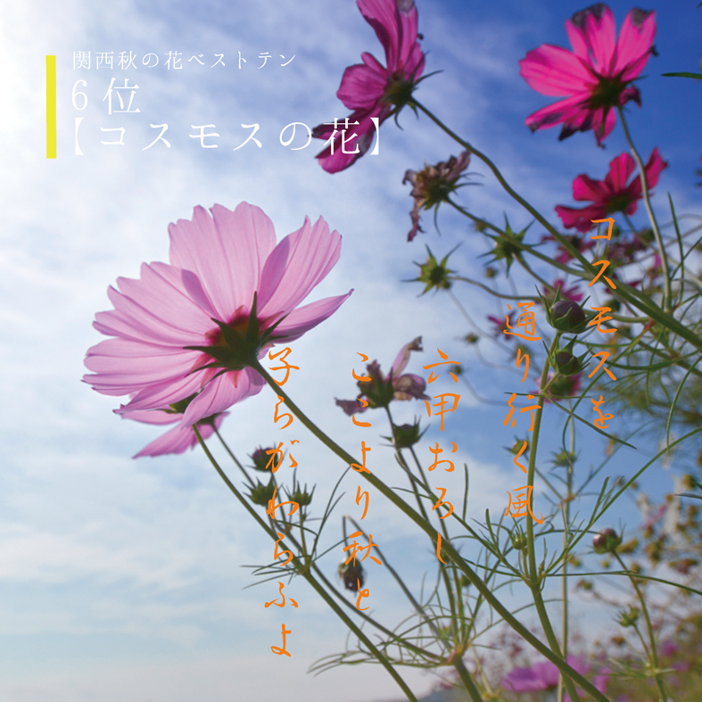 秋の花ベストテン神戸総合運動公園のコスモスの花 Akina S Desier子供とお出かけ