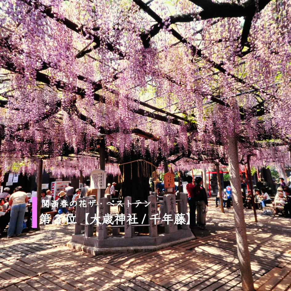 兵庫県山崎町大歳神社に華麗に咲く千年フジの巨木 スゴイです Akina S Desier子供とお出かけ