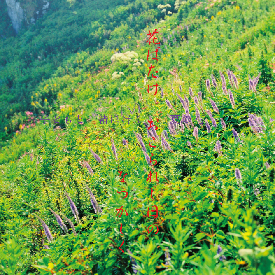 高山の花おこられし日のなつかしく 夏の花 伊吹山の高山植物群 Akina S Desier子供とお出かけ