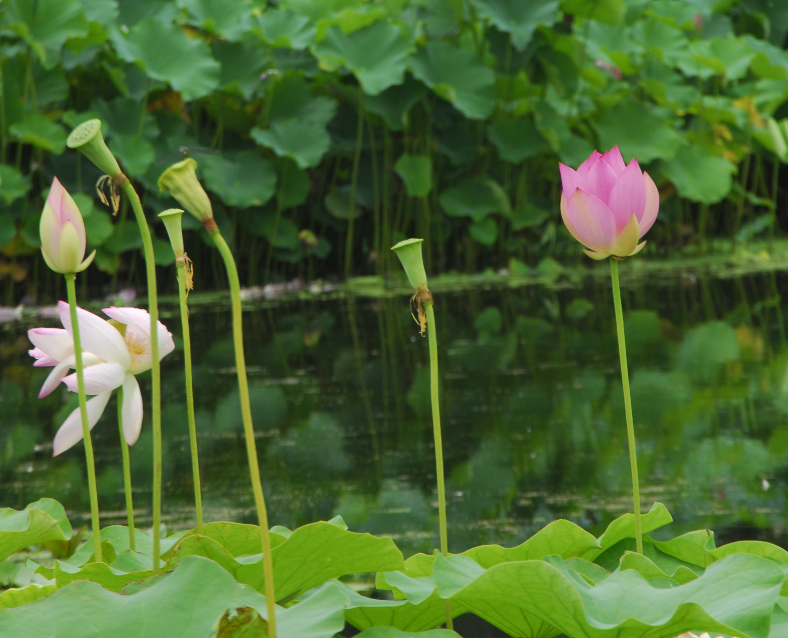 蓮ゆらぎ蓮しずまりて音もなし 大阪万博跡地 日本庭園に咲く蓮の花 蓮の花がさく瞬間を一度は観たい Akina S Desier子供とお出かけ