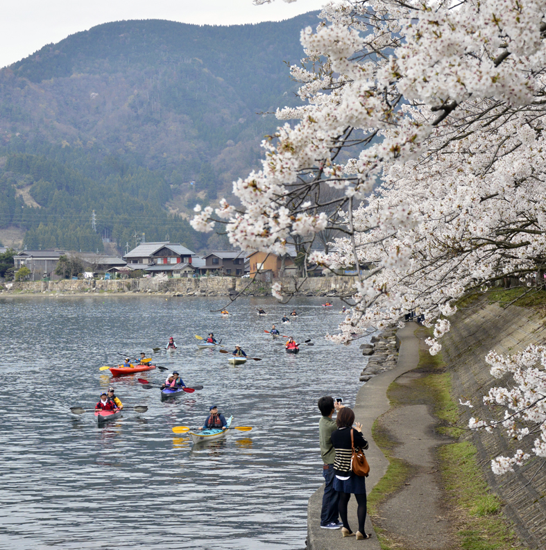 滋賀一番の桜回廊海津大崎の桜満開 琵琶湖から観るのがオススメ Akina S Desier子供とお出かけ