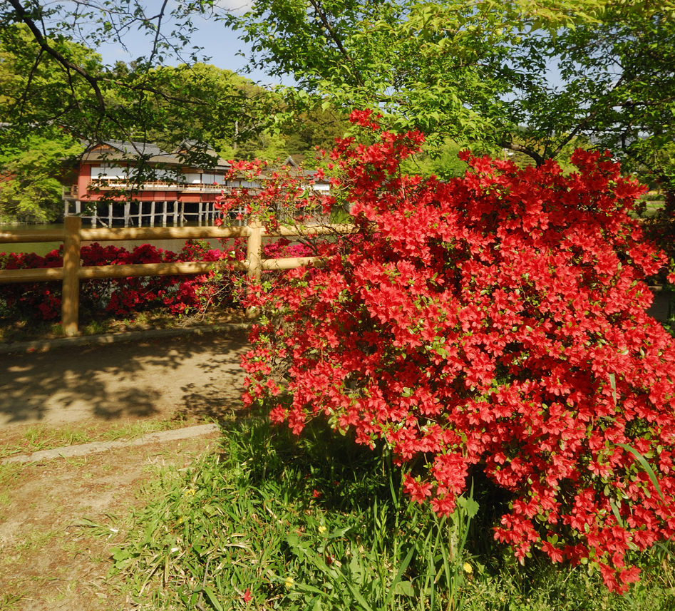 美しい花の名所京都長岡天満宮に咲くキリシマツツジ Akina S Desier子供とお出かけ