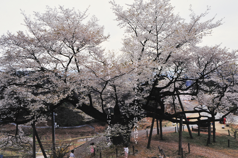 ここだけに咲く白い三隅大平桜 孤高の桜 島根県浜田 Akina S Desier子供とお出かけ