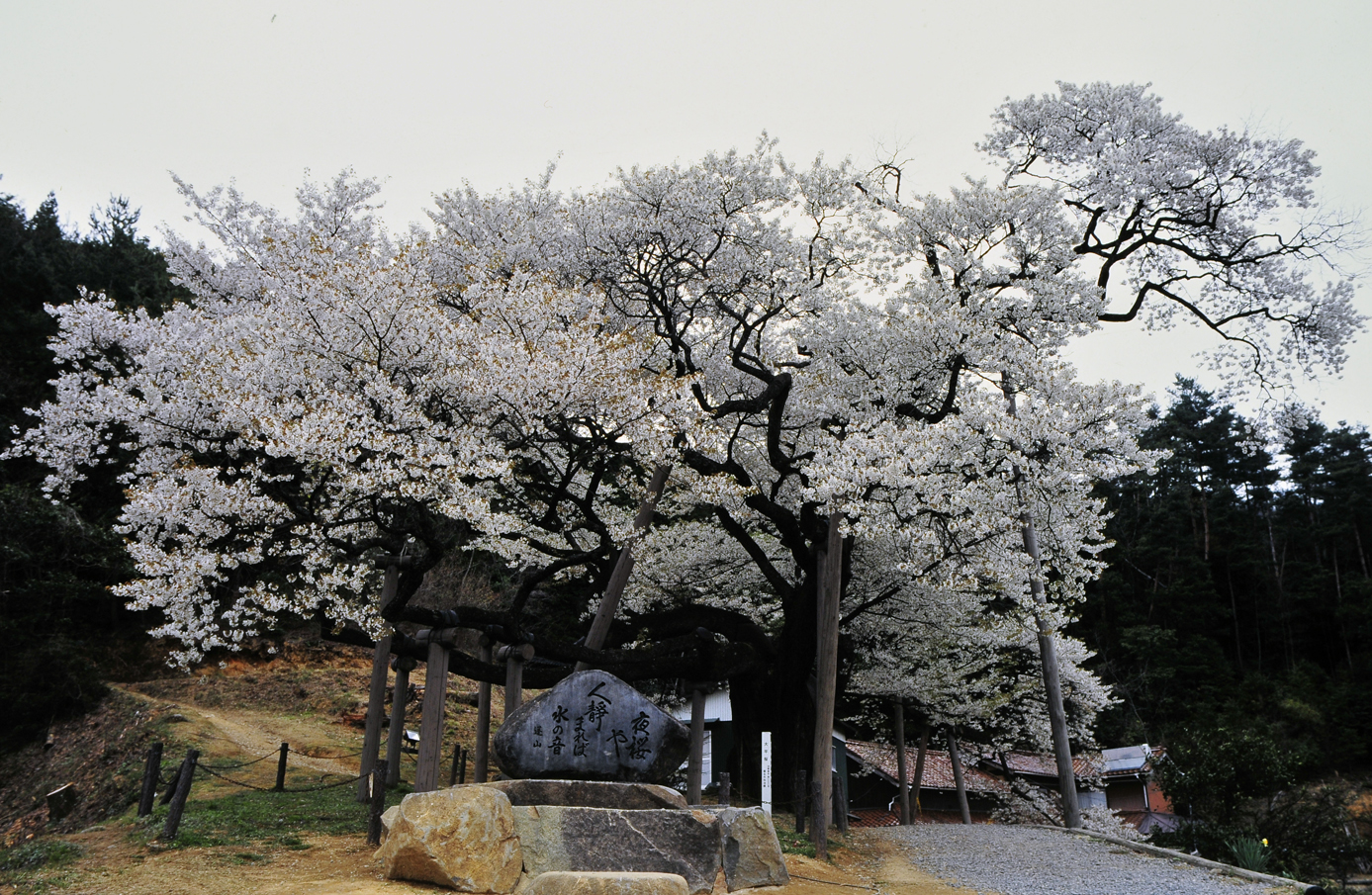 ここだけに咲く白い三隅大平桜 孤高の桜 島根県浜田 Akina S Desier子供とお出かけ