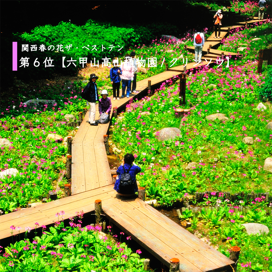 神戸六甲山のお花ばたけ 六甲山高山植物園の日本桜草満開 Akina S Desier子供とお出かけ