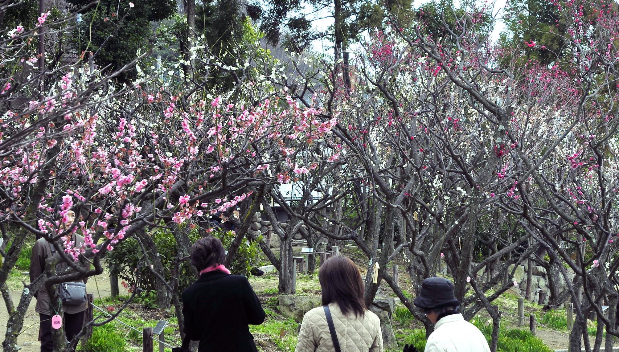 梅のかつては大名所だった神戸岡本の梅と謎が多い保久良神社 Akina S Desier子供とお出かけ 梅のかつては大名所だった神戸岡本の梅と謎が多い保久良神社 Akina S Desier子供とお出かけ