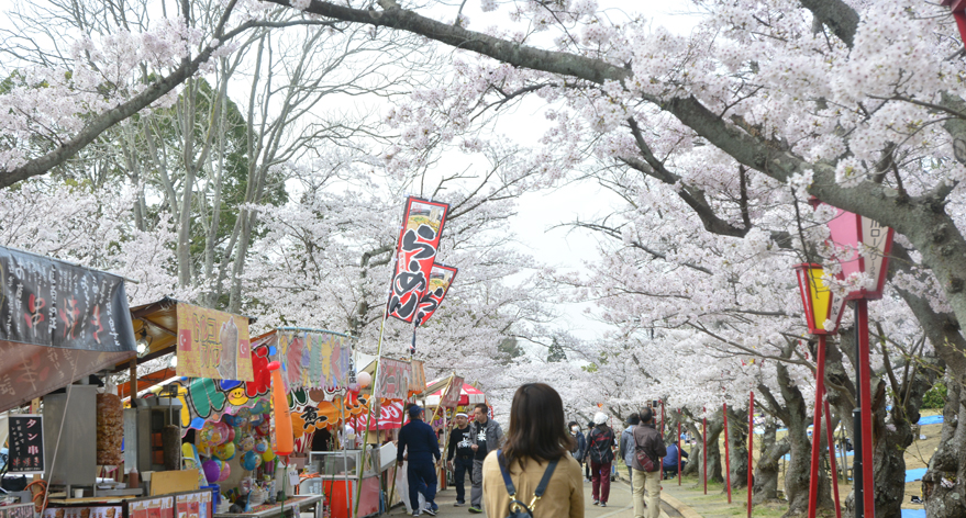 古墳の周りが満開桜 兵庫加古川市日岡山公園 Akina S Desier子供とお出かけ