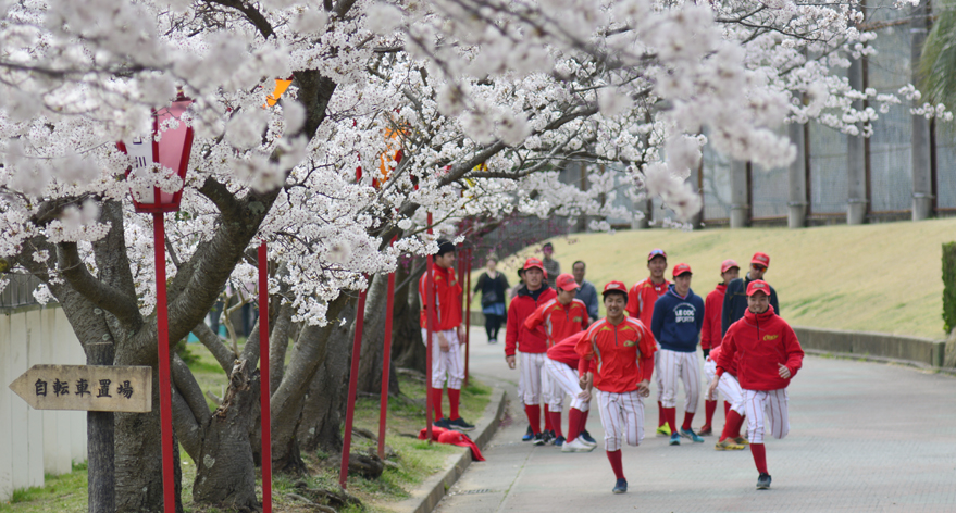 古墳の周りが満開桜 兵庫加古川市日岡山公園 Akina S Desier子供とお出かけ