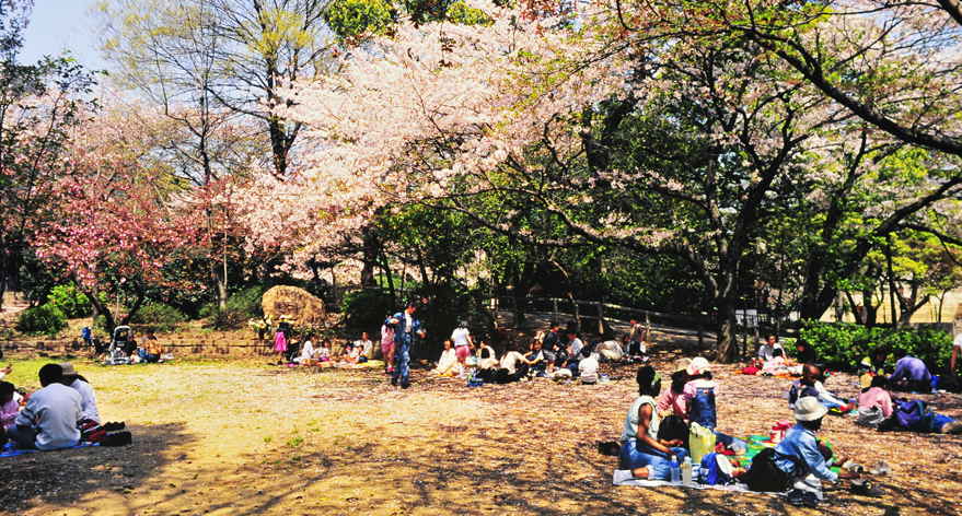 満開桜の下で動物と一緒にお花見できる神戸王子動物園 Akina S Desier子供とお出かけ