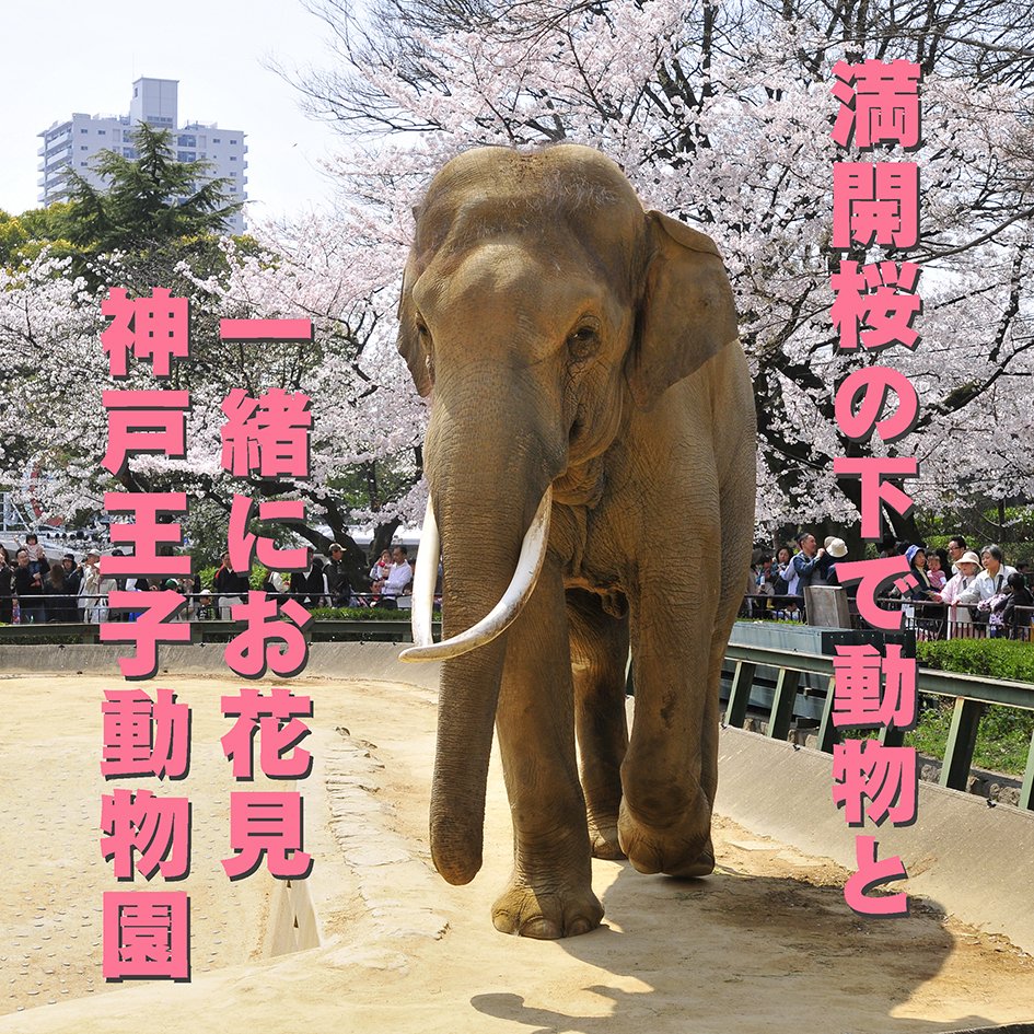 満開桜の下で動物と一緒にお花見できる神戸王子動物園 Akina S Desier子供とお出かけ