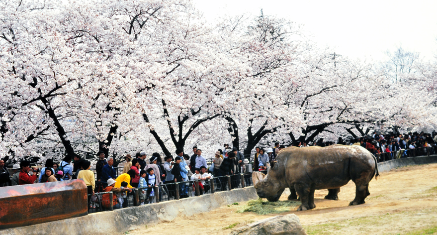 満開桜の下で動物と一緒にお花見できる神戸王子動物園 Akina S Desier子供とお出かけ