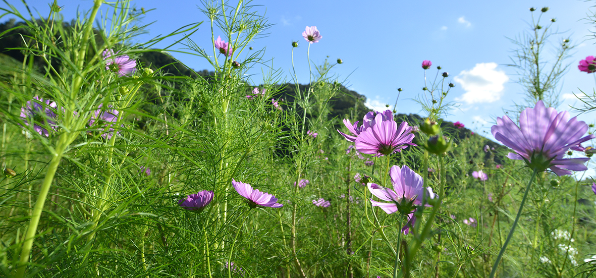 大阪の里山に咲くコスモス 子どもと楽しく収穫できるのがオススメ 枚方穂谷地区 Akina S Desier子供とお出かけ