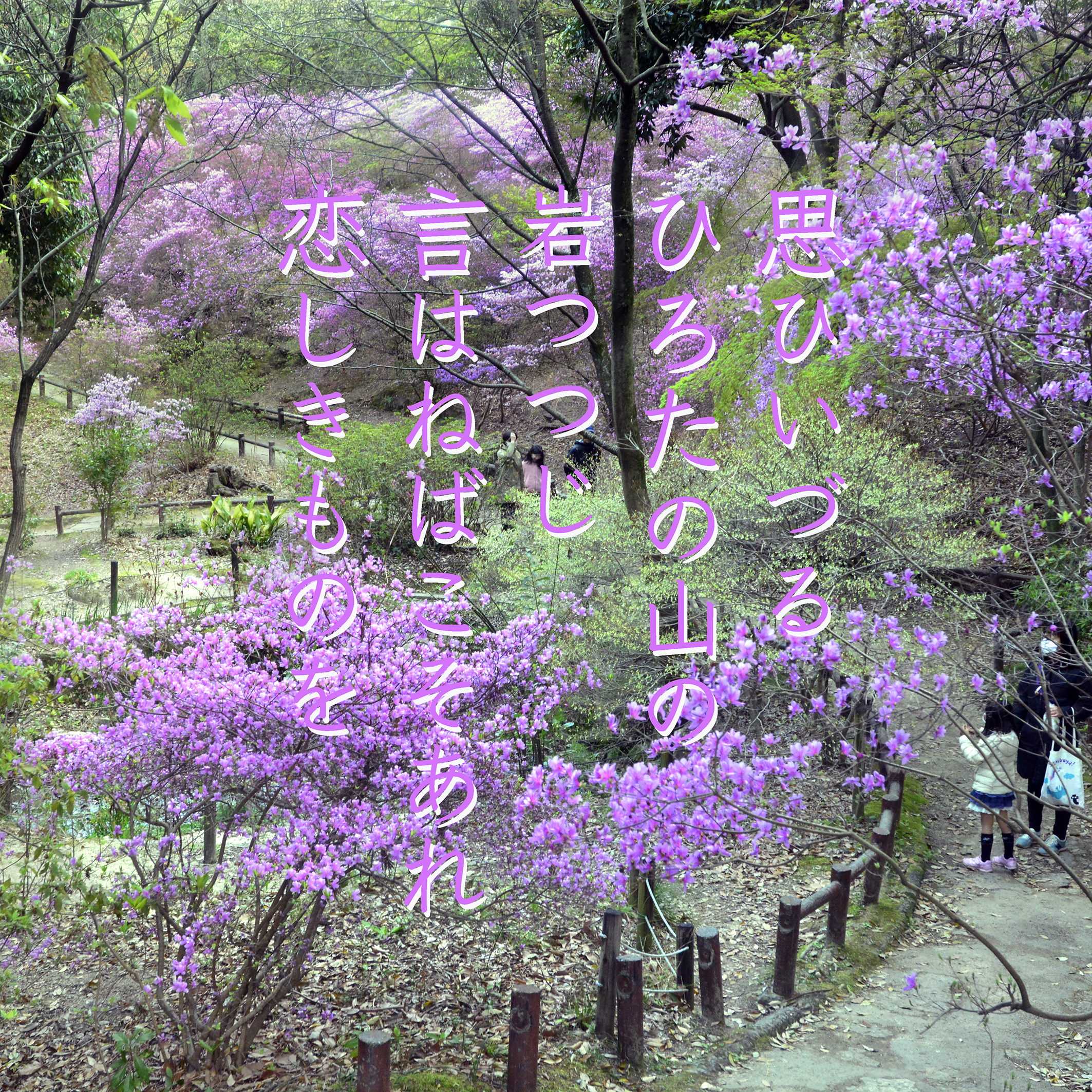 甲山燃ゆ紫雲の眺めコバノミツバツツジ大群生地 兵庫西宮廣田神社の躑躅 Akina S Desier子供とお出かけ